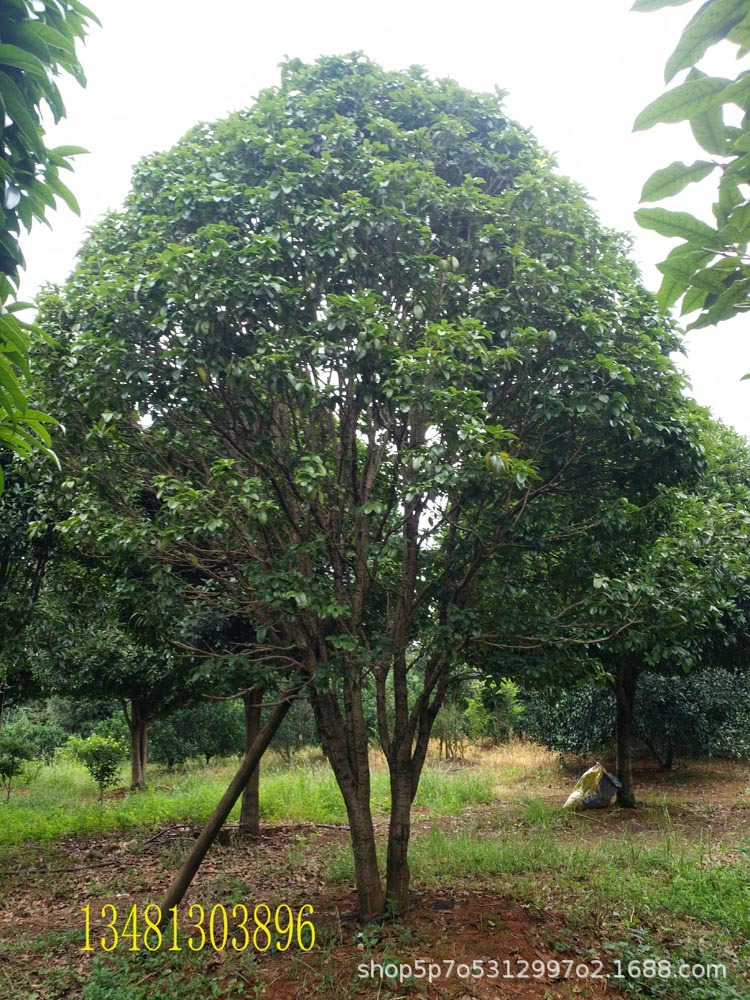 供应四季桂地径20-23公分,丛生多杆四季桂,广西大四季桂