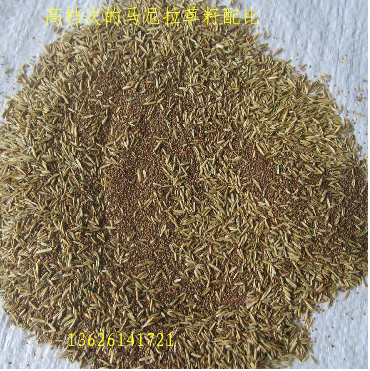 批发 马尼拉草籽 马尼拉 四季青草籽