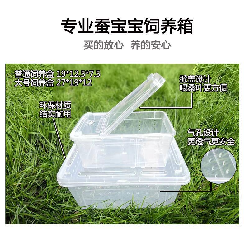 学生养蚕宝宝套装七彩活蚕卵新鲜桑叶工具科学课程同步包活金丝蚕