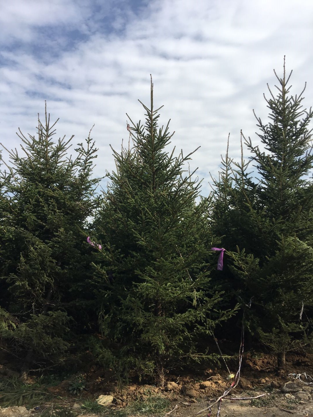 直供园林植物云杉树 带标准土球 现挖现卖 3米4米5米圣诞树云杉