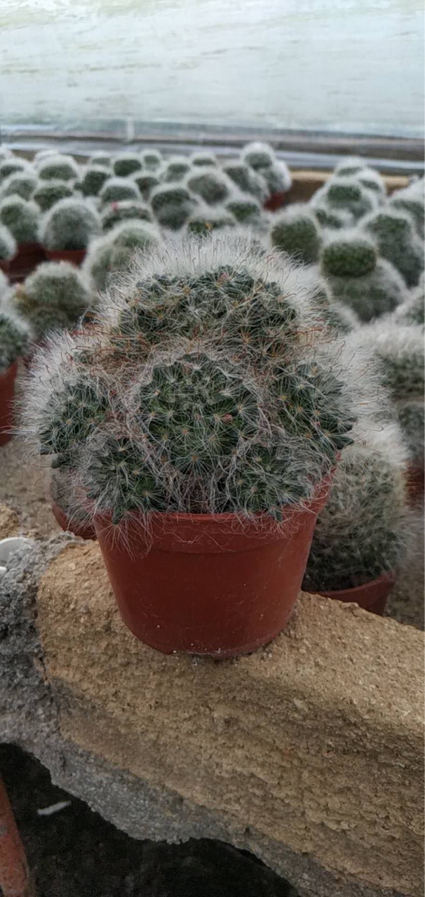 办公桌仙人球盆栽绿植水培多肉植物高纱高沙高砂实生仙人球