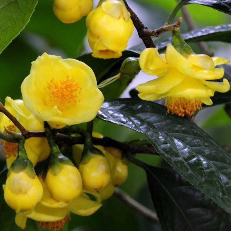 金花茶盆栽防城黄樽金茶花黄色茶花树苗盆栽带花苞四季常绿花卉绿
