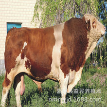 西门塔尔牛 架子牛 肉牛价格 肉牛有哪些品种 肉牛养殖利润分析