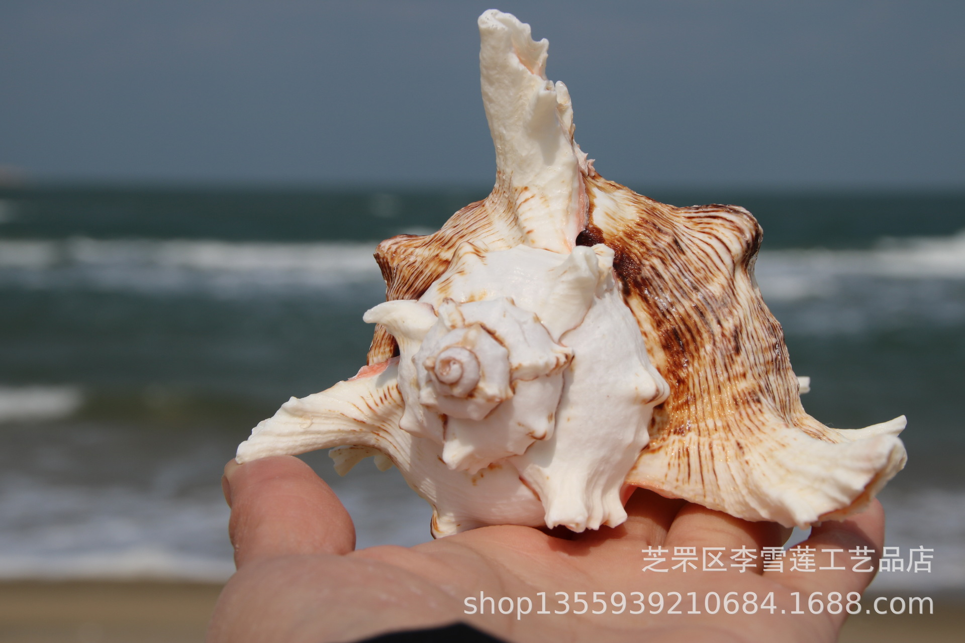 14-15厘米精品麒麟螺 千手螺 品相完整多肉花盆 天然贝壳海螺批发