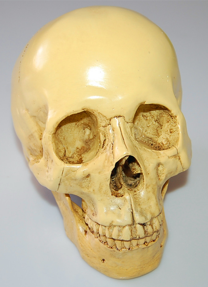 医学头骨树脂骷髅头酒吧摆设人体头骨模型动物标本万圣节礼品跨境