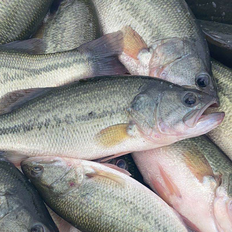大量批发出售 加州鲈鱼 现货 淡水鲈鱼鲜活-阿里巴巴