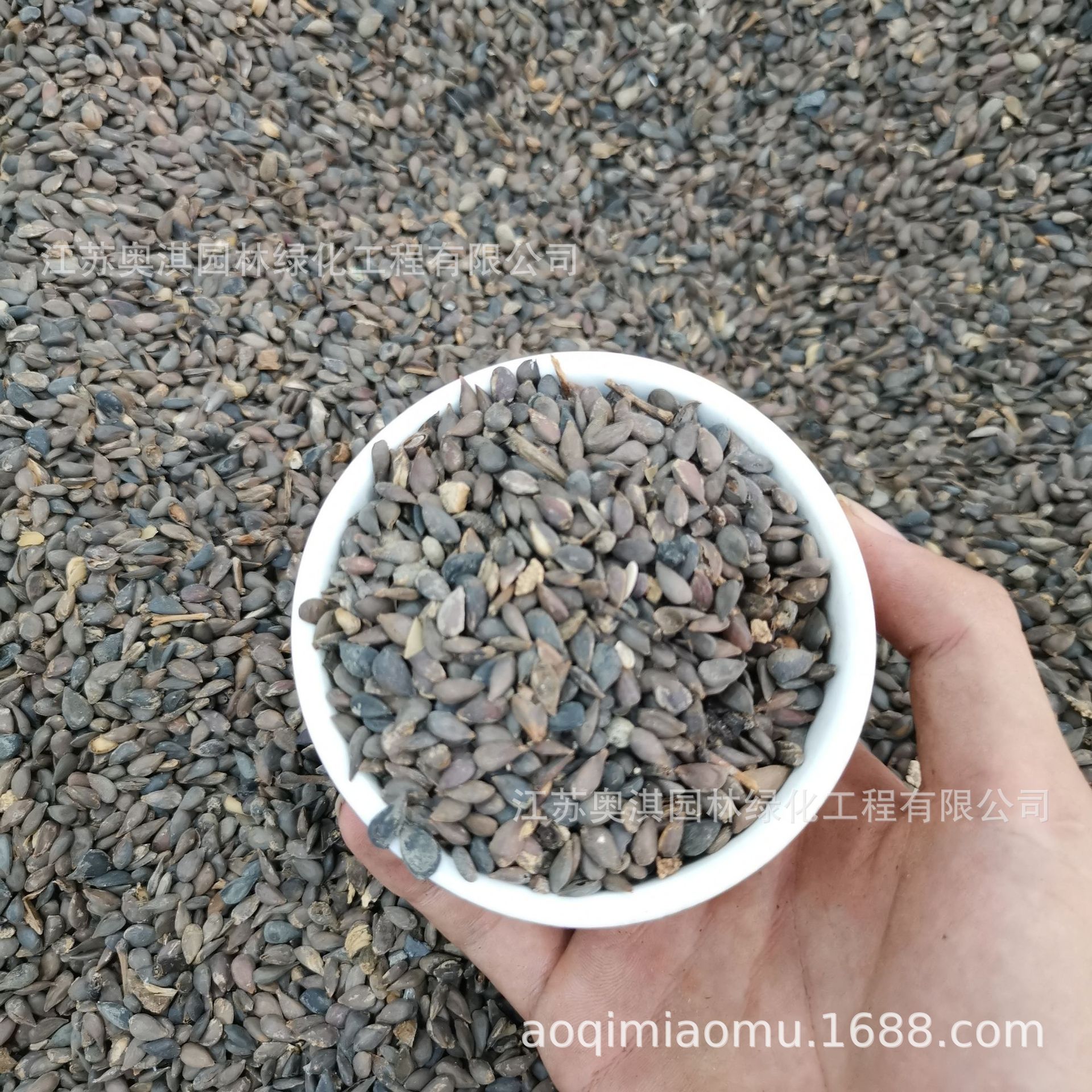 出售散装苹果种子 苹果树种子 四季播种果树种子 红富士苹果种籽