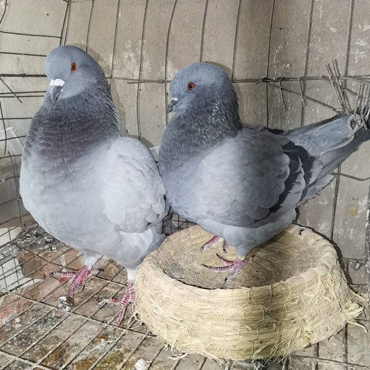 家鸽子种鸽