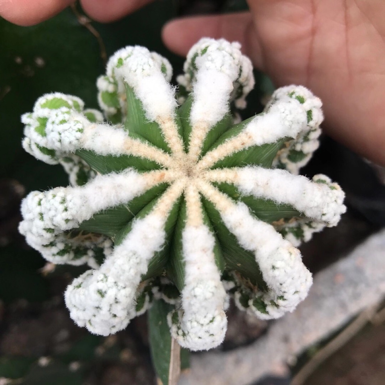 嫁接仙人球花笼小盆栽多肉植物