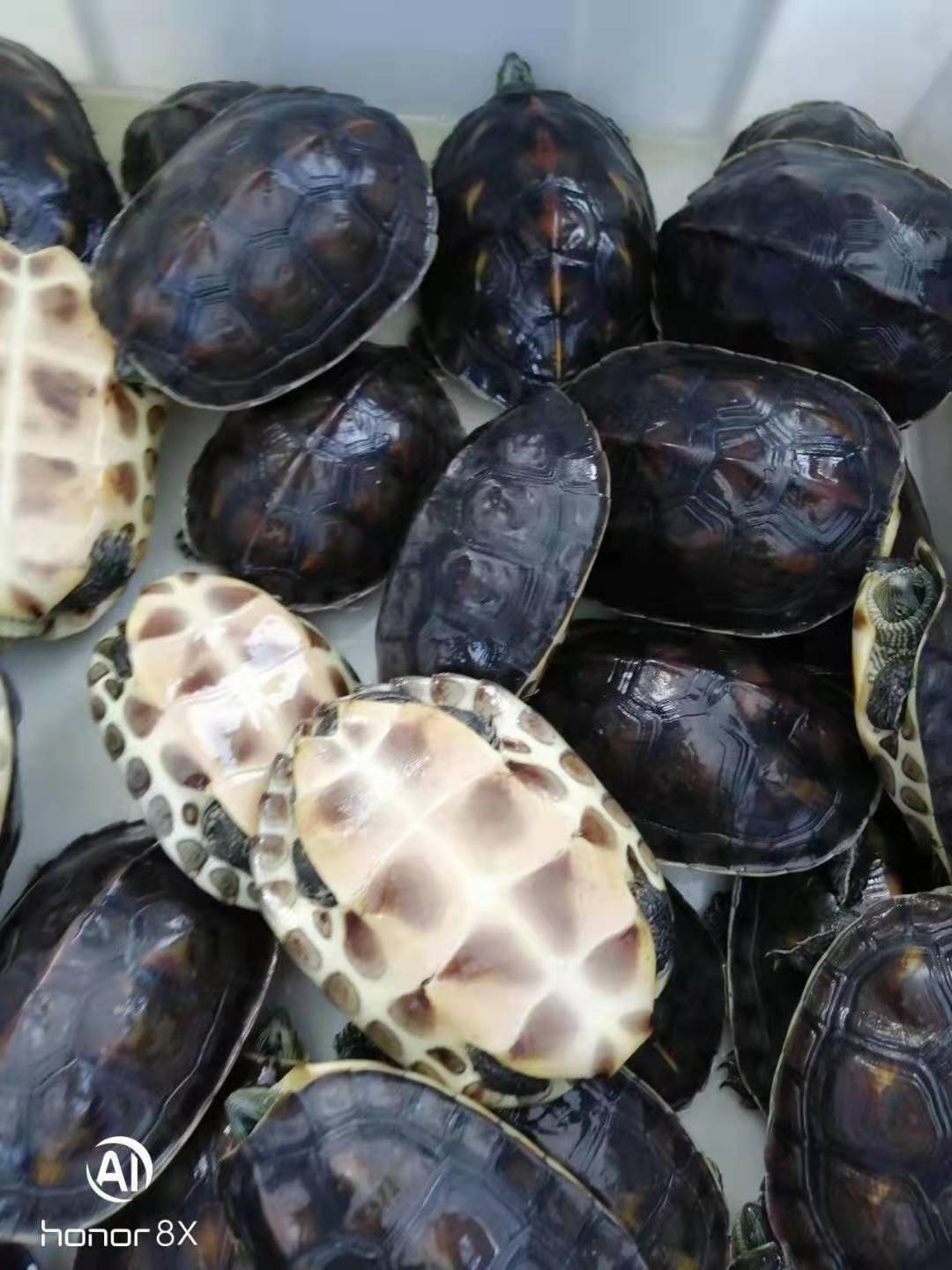 台湾草龟花龟苗绿线草龟珍珠龟放生龟花龟公宠物小乌龟活体批发