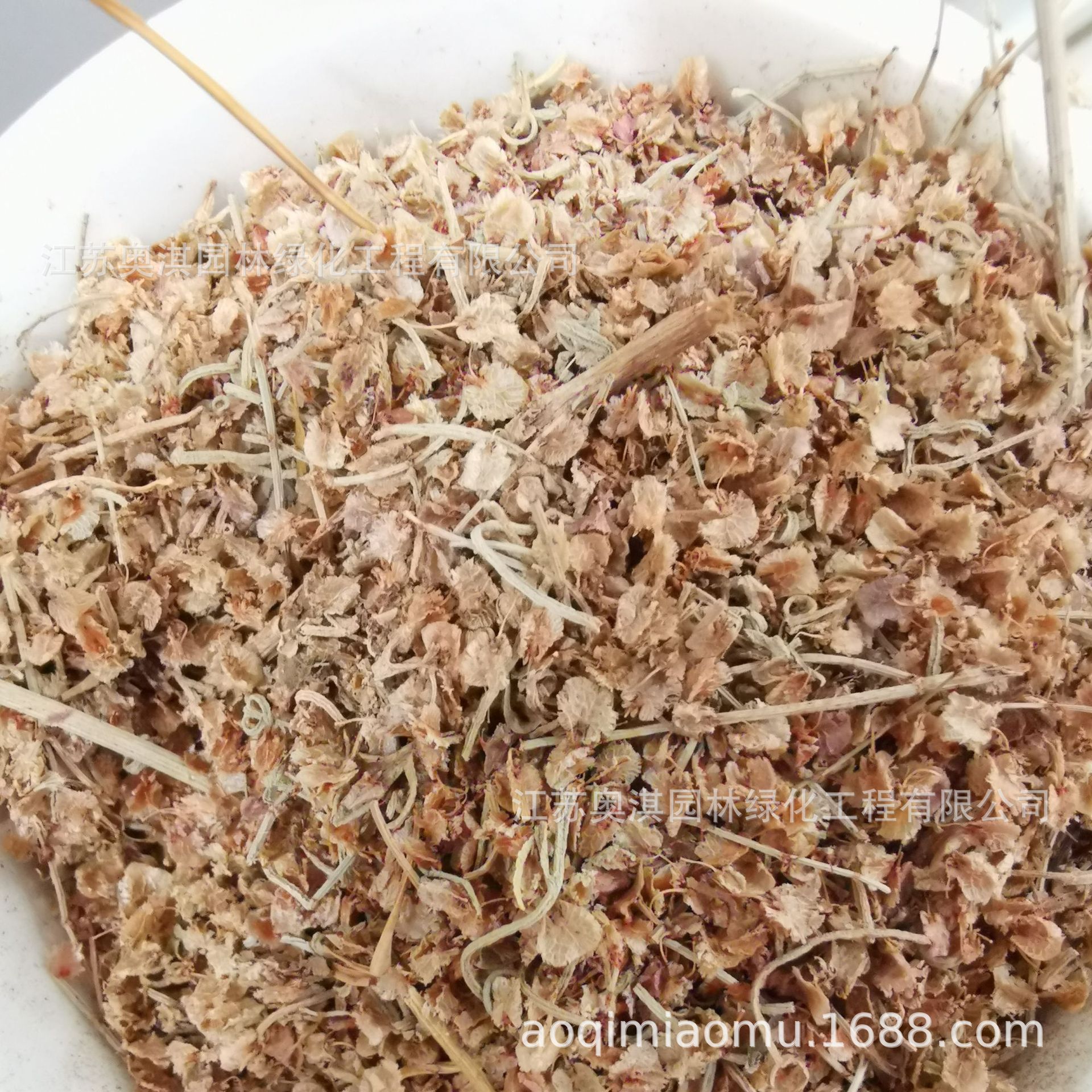 戟叶酸模种子 中药材种子 发芽率高 保质保量 量大优惠 货到付款