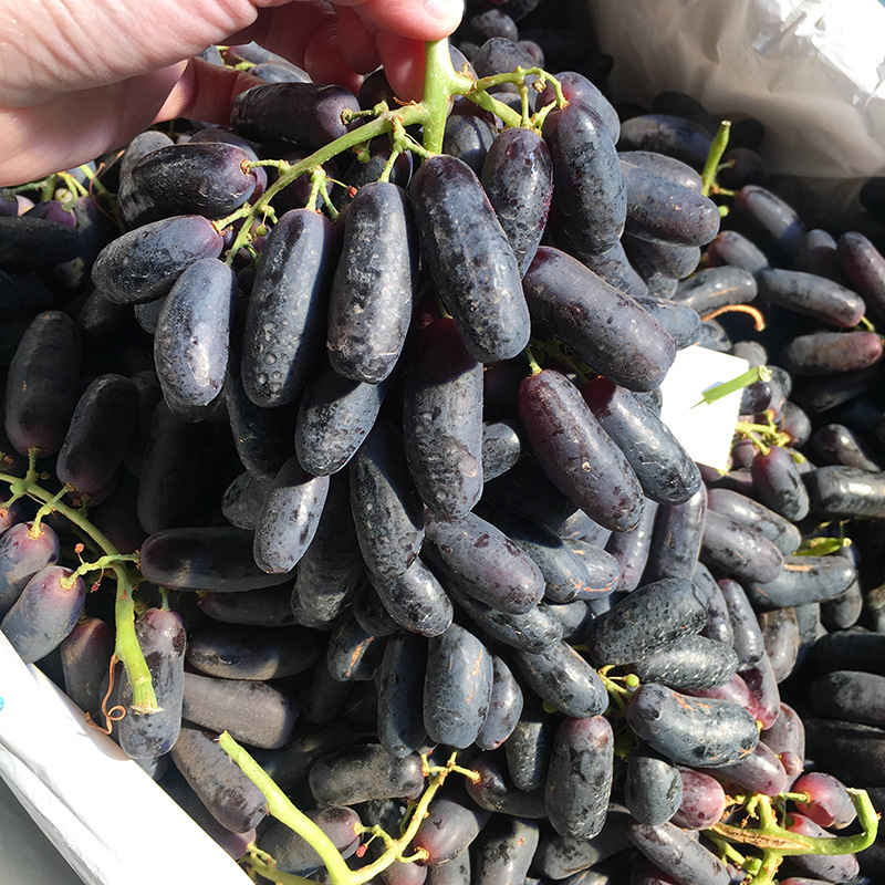 2斤可批发 澳洲金手指黑提美人指葡萄黑手指拇指无籽提子