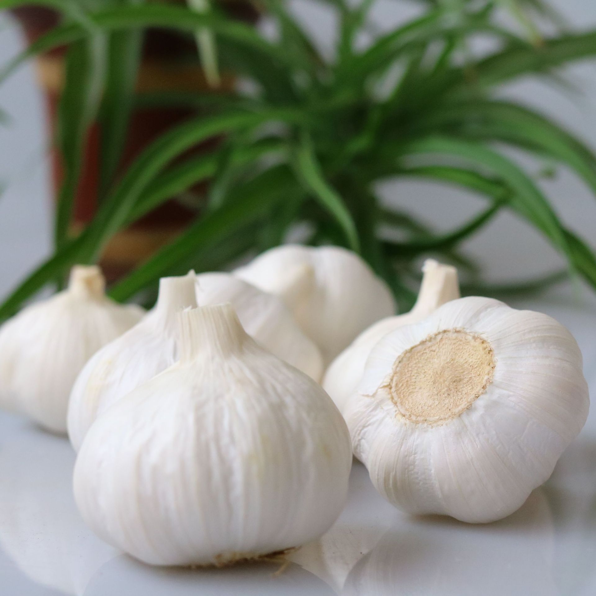 山东白皮大蒜金乡大蒜头批发跑江湖地摊大蒜头辣味正产品批发