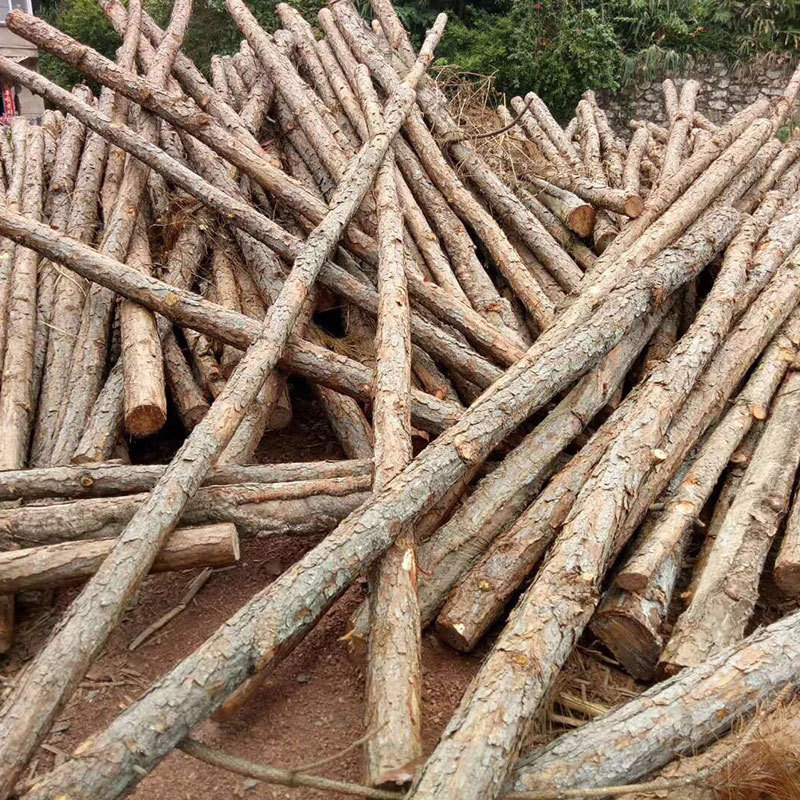 广东松木桩厂家供应 广州松木桩厂家批发 6米松木桩批发 广州松桩