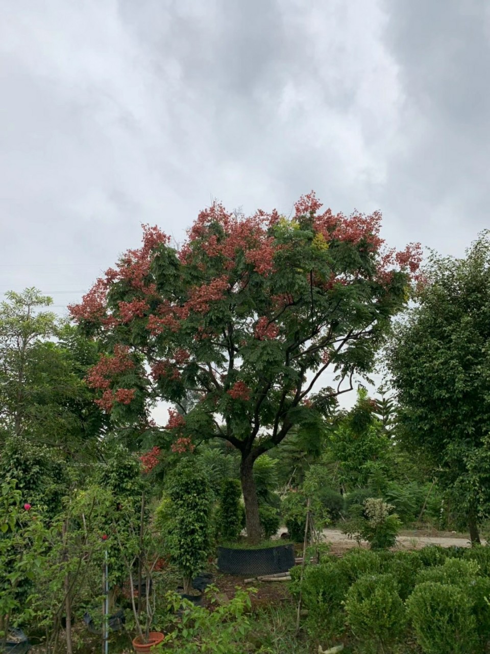 2010供应 全冠 台湾栾树 30cm大树 国庆花 假植苗 开花落叶乔木