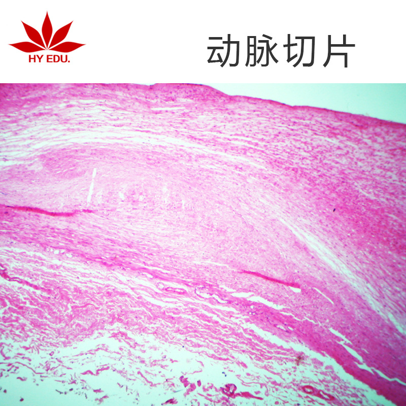 生物切片组织切片动脉切片生物切片红苹果教学仪器玻片