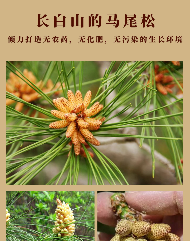 厂家直销 东北 长白山特产马尾松 松花粉头道粉