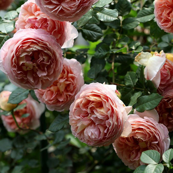 园丁日记 亚伯拉罕达比 奥斯汀玫瑰月季花苗大花浓香庭院老园丁