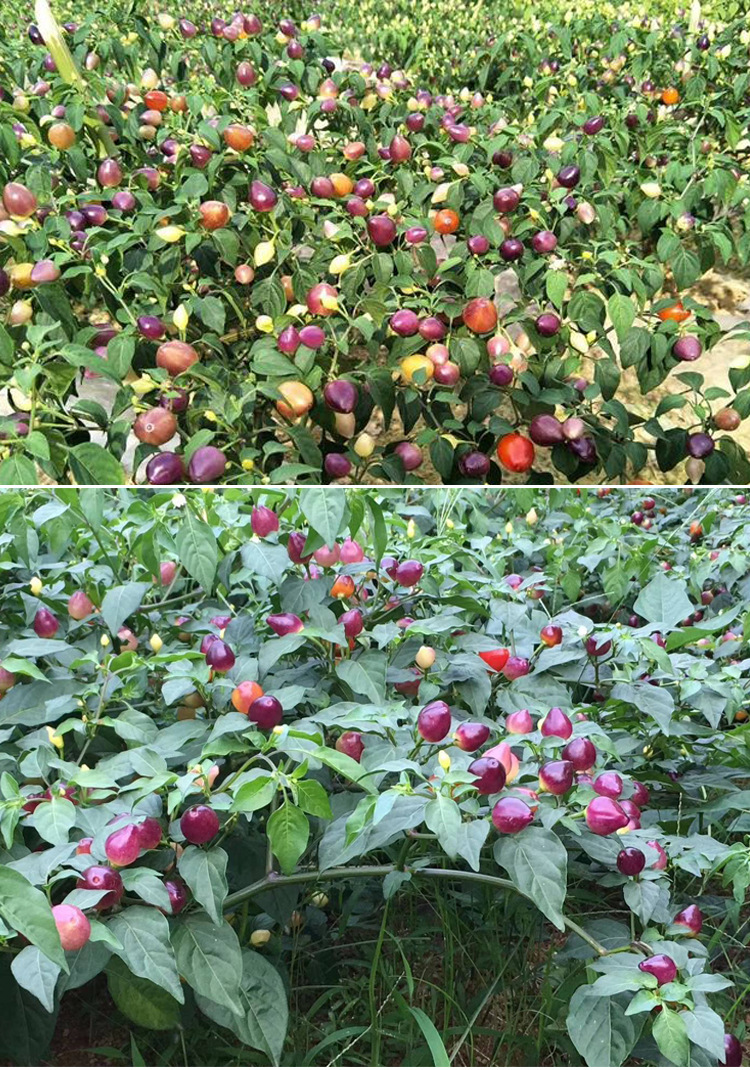 广西五彩泡椒辣椒种籽苗阳台观赏盆栽七彩泡椒种春季四季蔬菜种孑