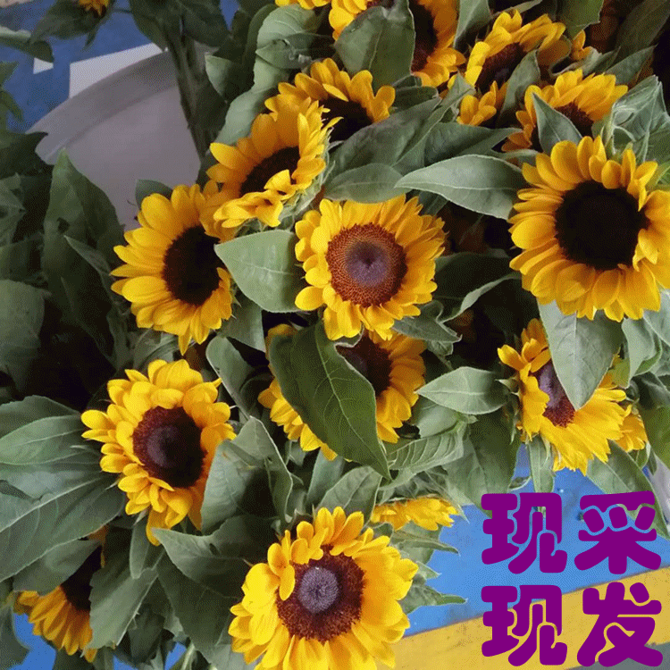 云南昆明【向日葵】切花鲜花基地直发家用摆地摊用花
