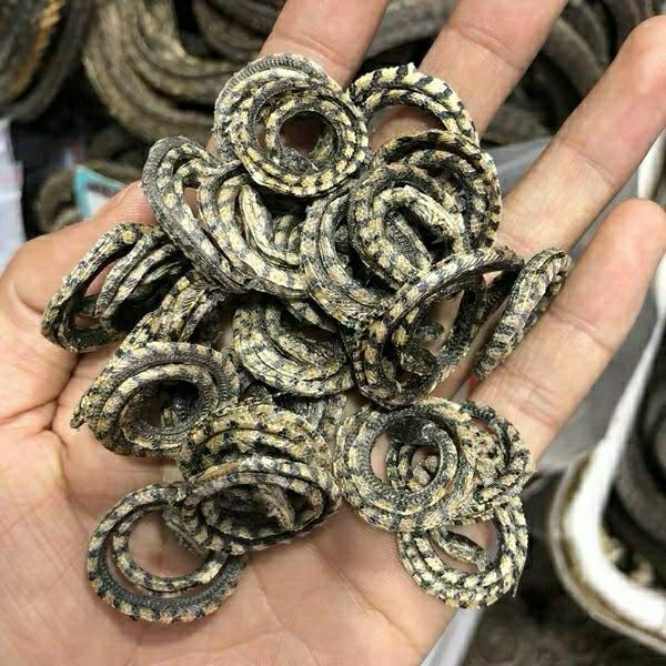 小白花蛇一件10条包邮 小花蛇 金钱白花 泡酒料 白花蛇-阿里巴巴