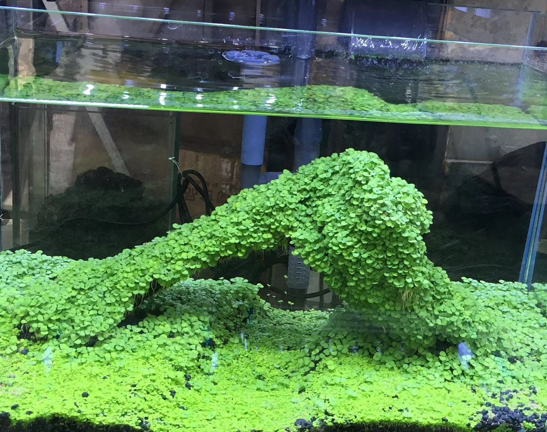 aquatic plant seed鱼缸水草种子牛毛草迷你对叶爱情草心形草造景