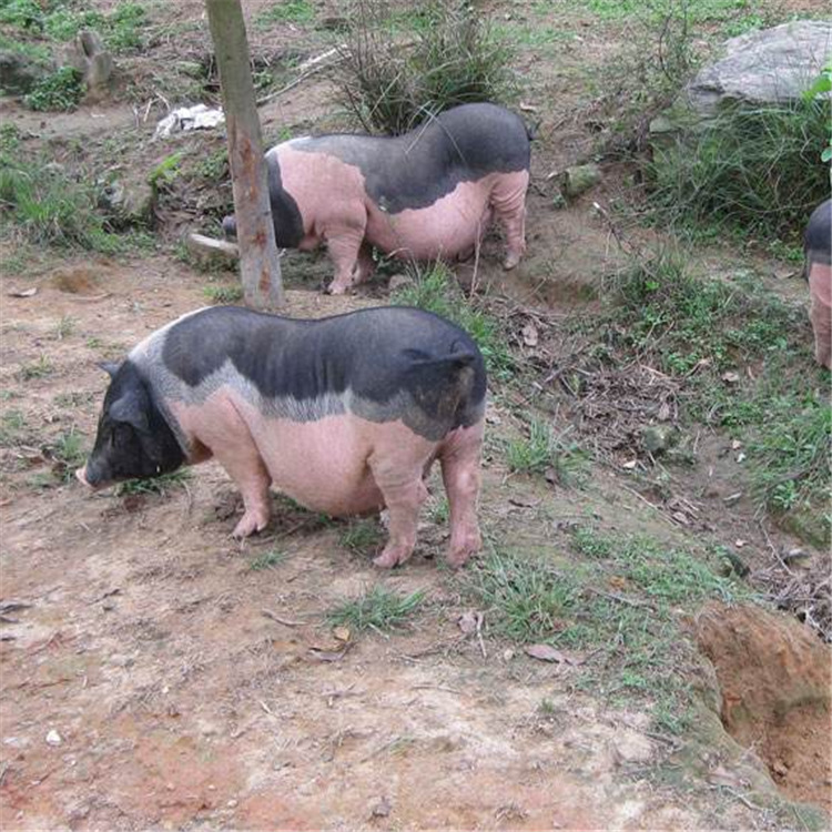 批发二元三元猪苗猪价格藏香猪市场 江西哪有陆川小猪苗批发
