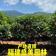 福建移栽黄花红花粉红鸡蛋花树价格 白花鸡蛋花桩头老桩基地直供