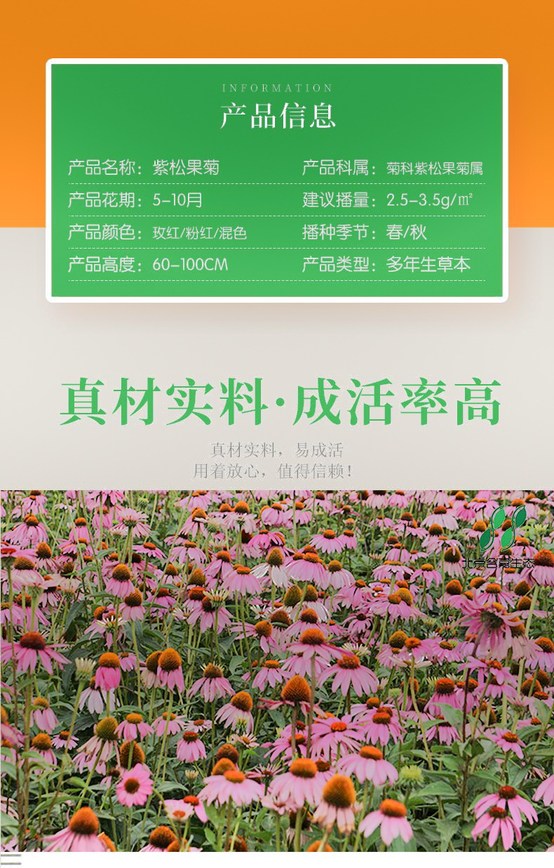 紫松果菊种子园林绿化景观花海庭院阳台盆栽绿植花卉