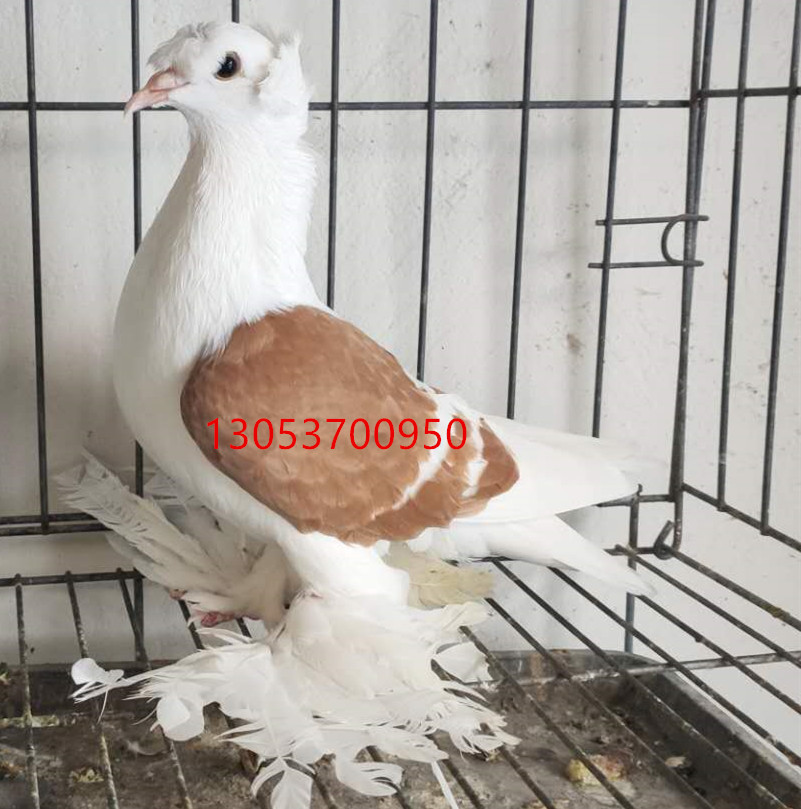 红彩背鸽一对多少钱 光头红彩背鸽子价格 和田彩背鸽图片