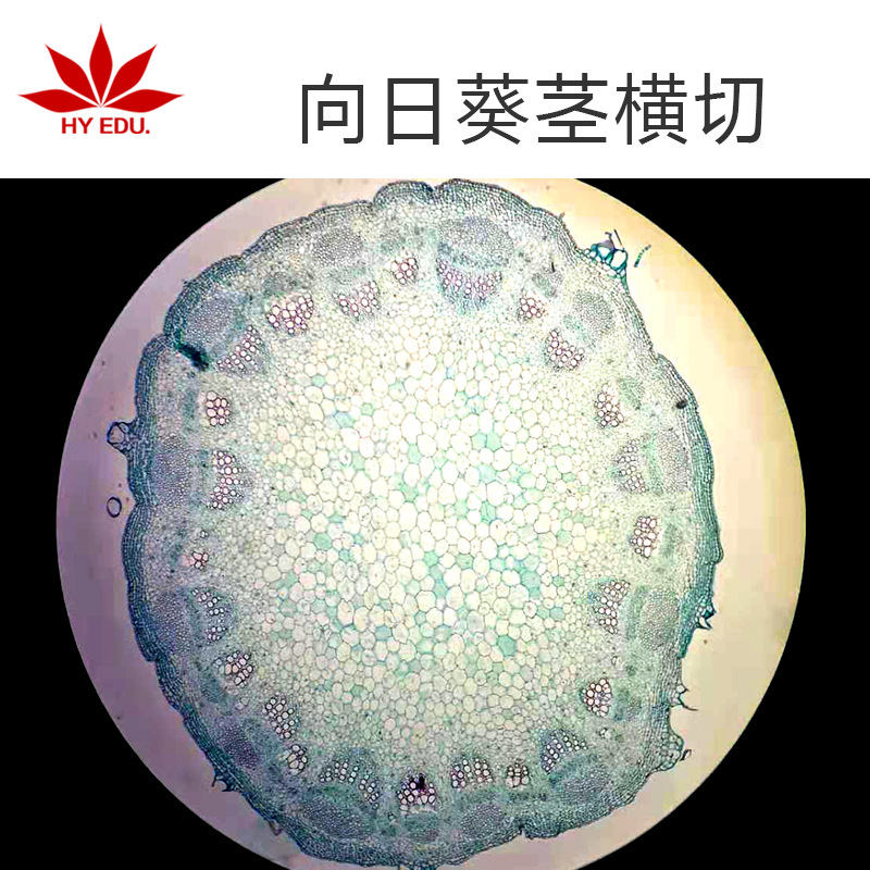 向日葵茎横切植物类生物切片中小学用生物切片显微镜玻片标本