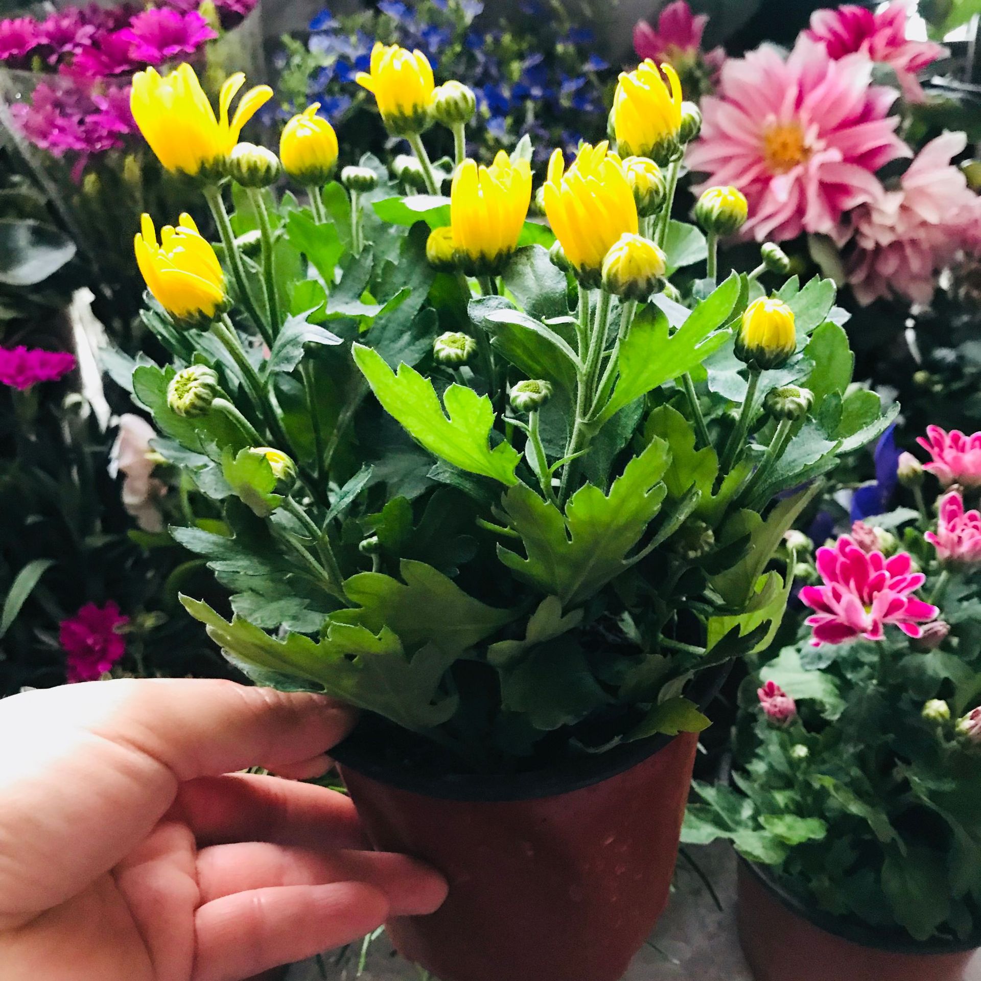 荷兰菊带花苞菊花小盆栽 室内外阳台四季好养盆栽女王菊 菊花盆栽