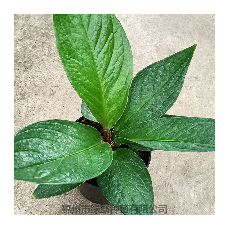 基地直销鸟巢花烛室内客厅办公室盆栽植物观叶植物盆栽花烛鸟巢