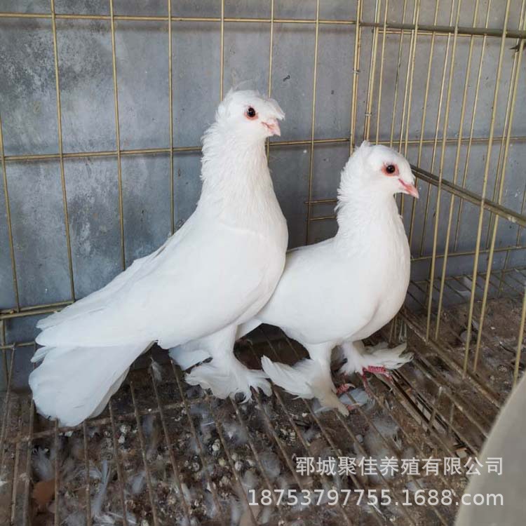 跟头鸽子种鸽价格 白色跟头鸽子 黑色的跟头鸽 翻跟头