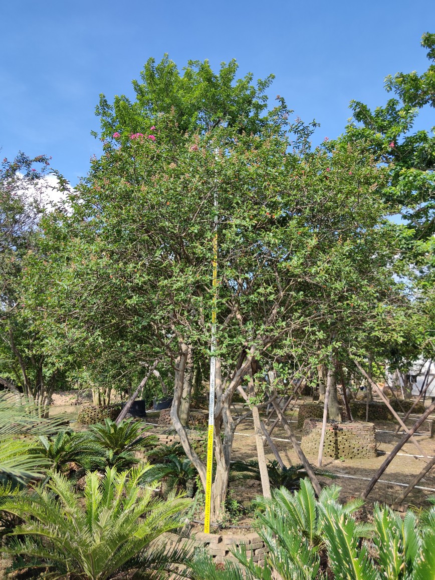 0成交0棵供应 丛生小叶紫薇 红花细叶紫薇 多杆紫薇花 庭院 别墅名贵