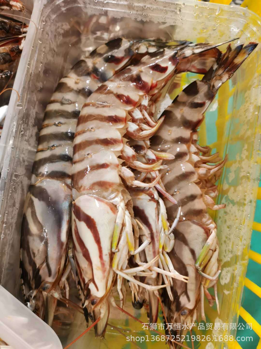 石狮万恒水产供应花虾 九节虾 斑节虾 可做餐饮生鲜 具体问客服