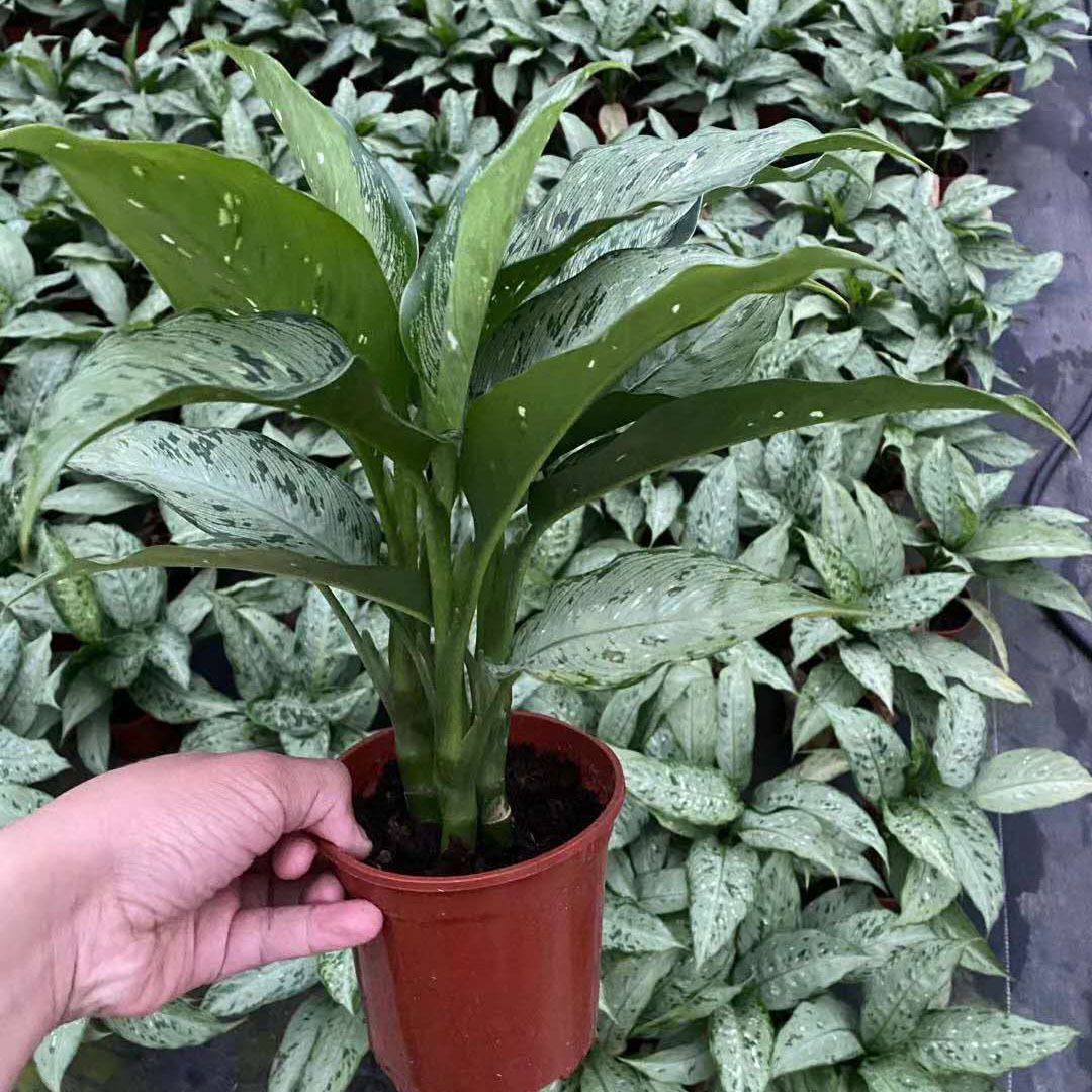 基地直供观叶植物盆栽花卉居家花卉盆栽绿植140美国万年青