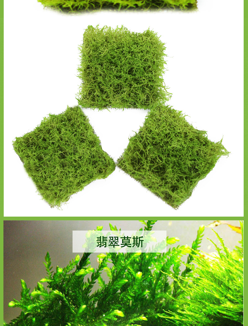 莫斯 珊瑚 大三角 水晶 莫斯树淡水植物草缸造景网片真水草批发