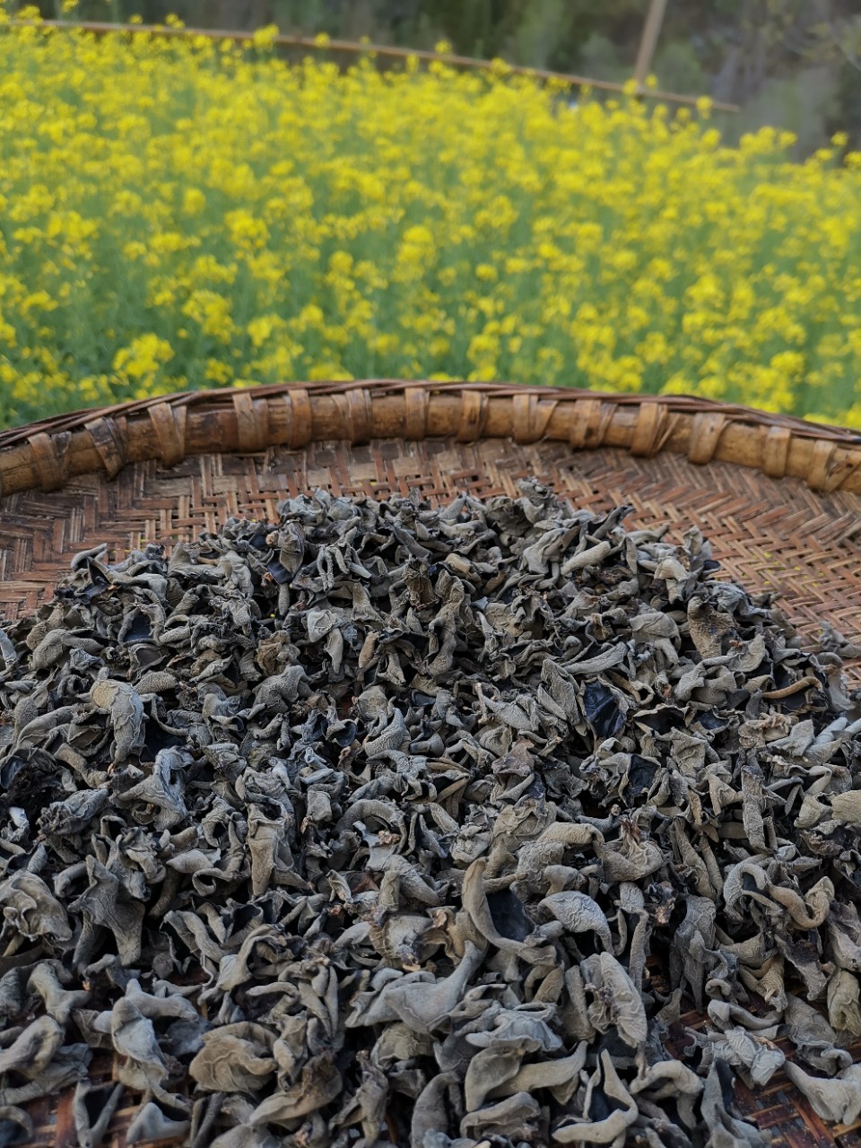 四川土特产 青川椴木黑木耳小朵木耳秋木耳 干货批发1kg