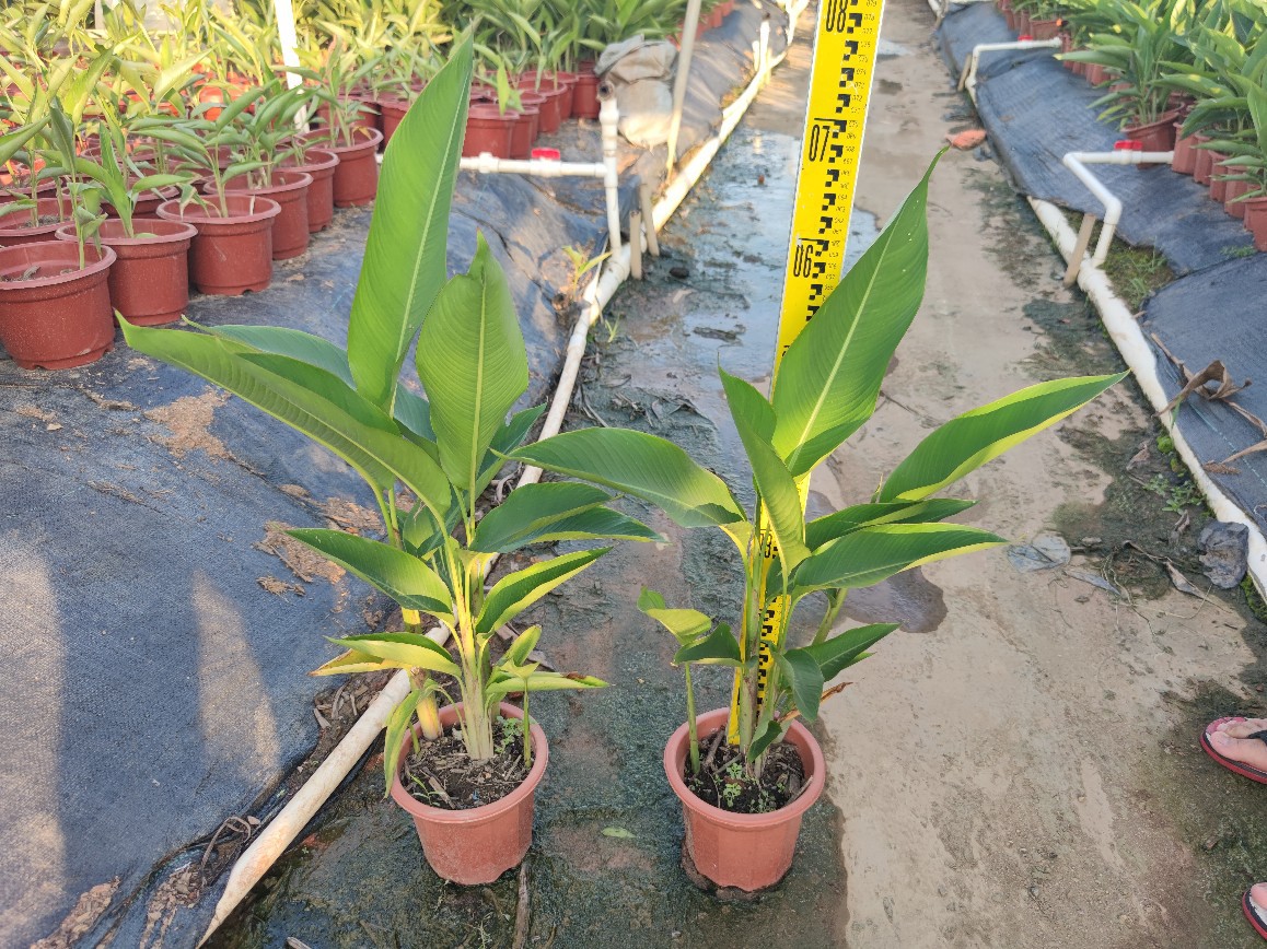 5米高袋苗 盆栽黄丽鸟蕉 鹦黄赫蕉 小天堂鸟蕉