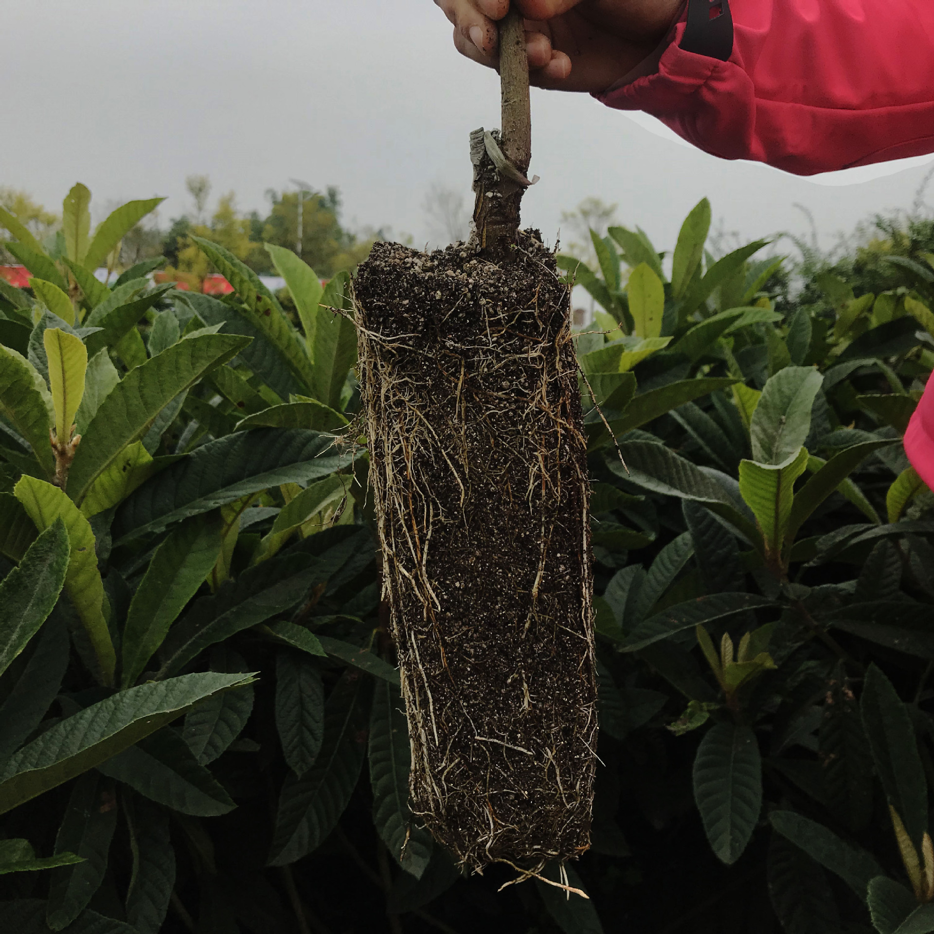 大五星枇杷苗大果型枇杷苗大果甜枇杷嫁接黄肉盆景一年苗杂交小苗