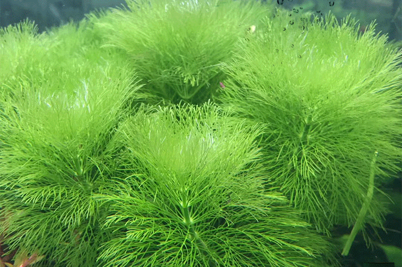 大宝塔水草 草场批发鱼缸造景装饰 水草活体 中后景水草批发