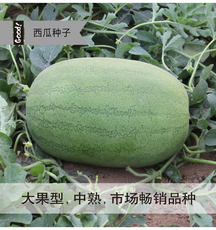津科力丰懒汉新红宝西瓜种籽绿皮红肉大果型水果种子蔬菜瓜果籽种