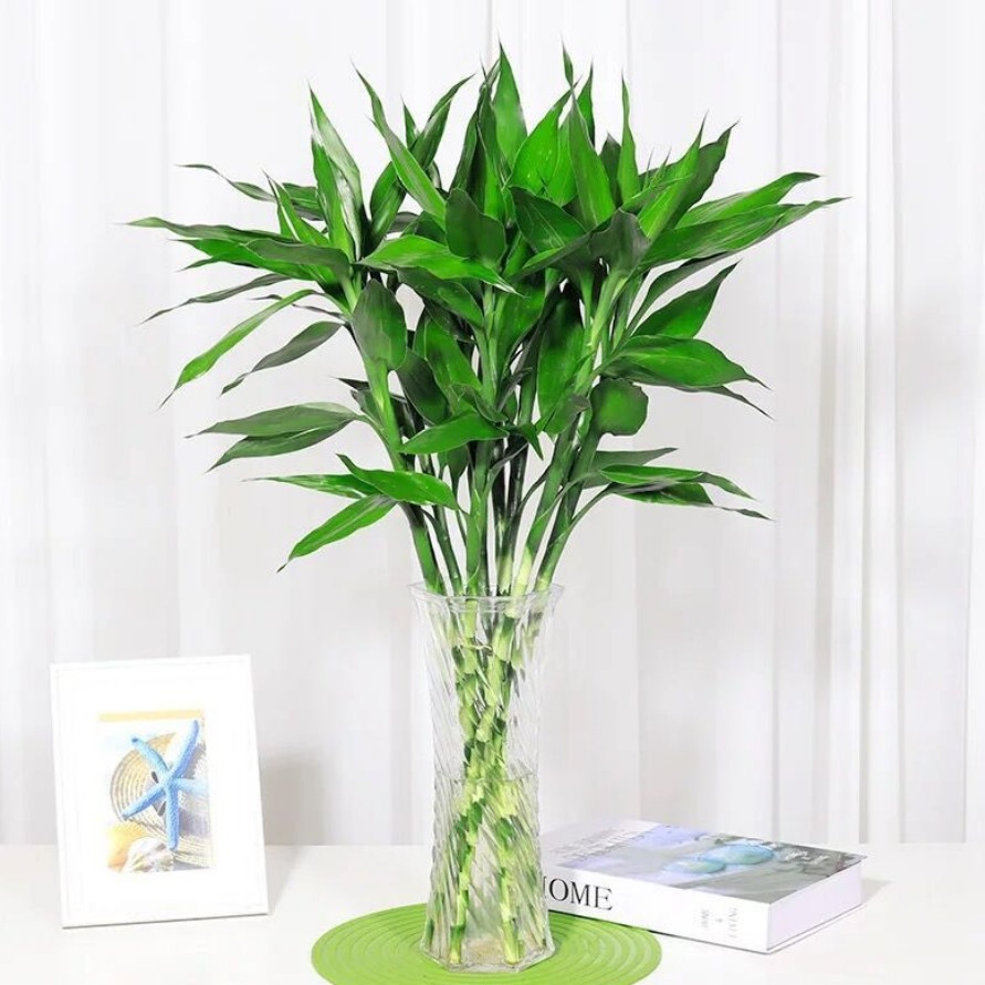 包邮室内水养植物水培富贵竹开运竹绿植盆栽转运竹节节高四季常青