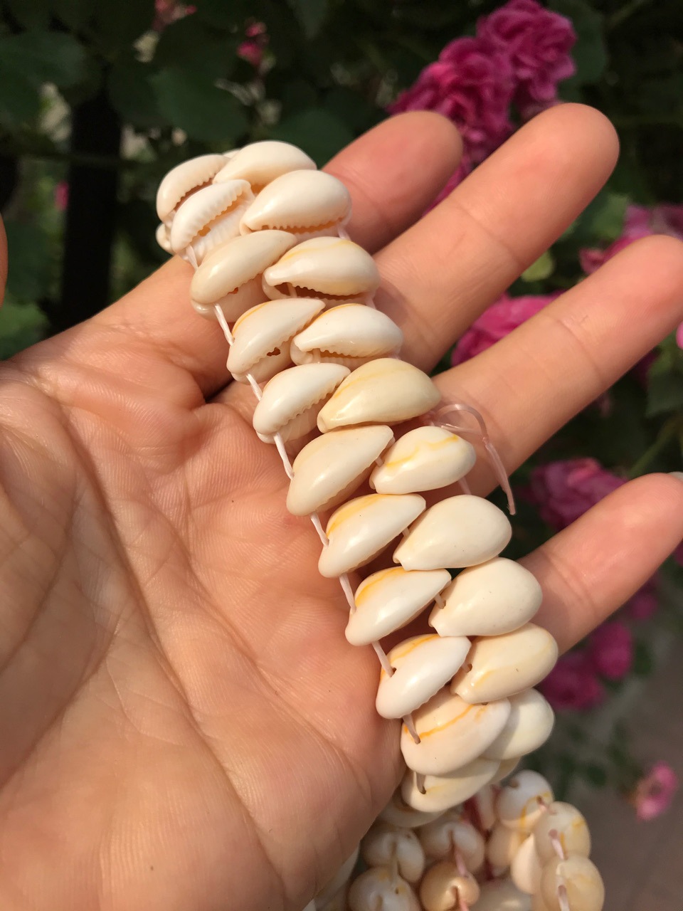 三线宝贝螺贝壳手链 天然贝壳海螺手串 地摊货源 贝壳工艺品批发