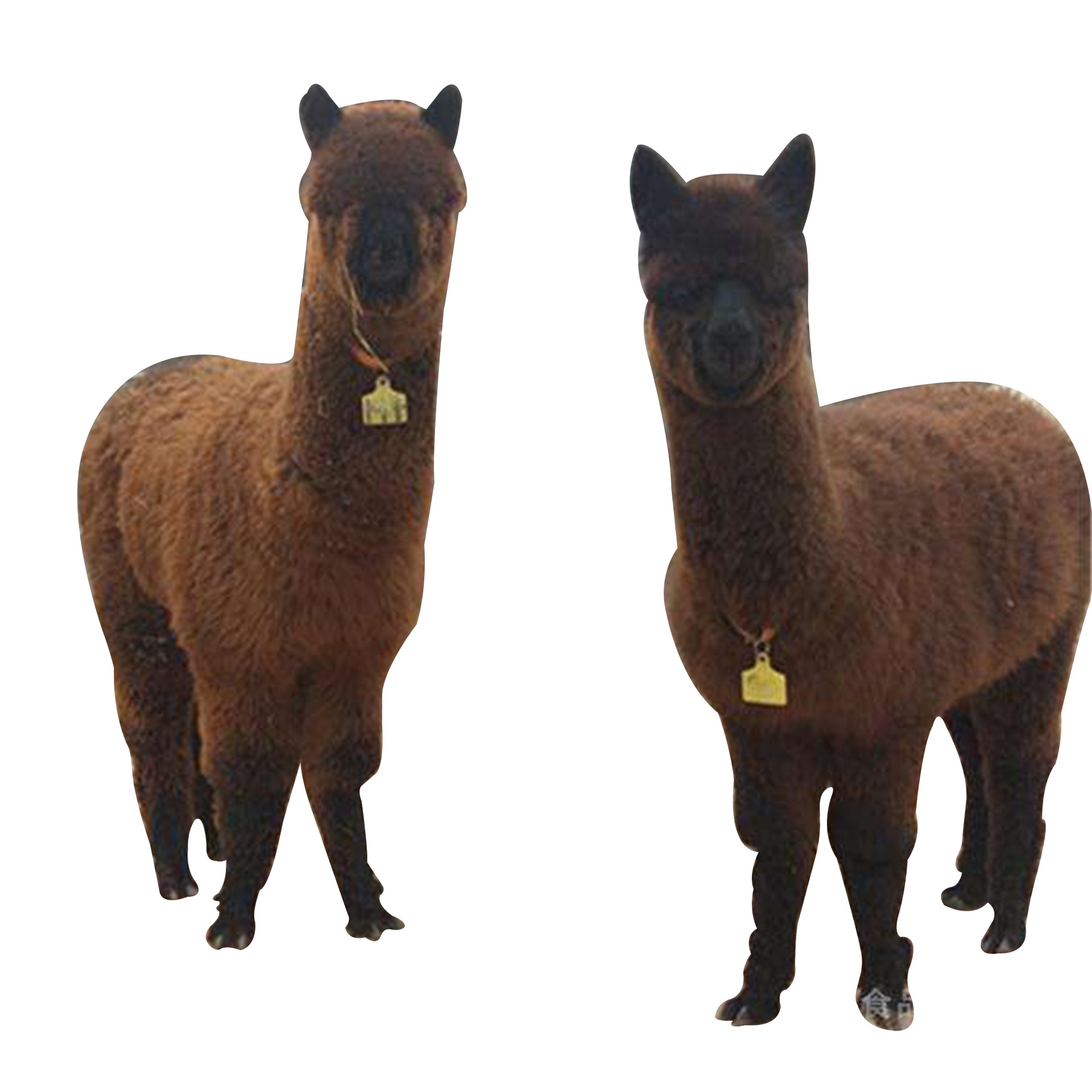 景区观赏骑乘矮脚马哪个品种温顺听话神兽羊驼迷你矮马活体小香猪