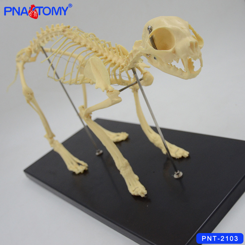 仿真动物骨骼模型猫咪全身骨头骨架宠物猫科生物兽医教学学习标本