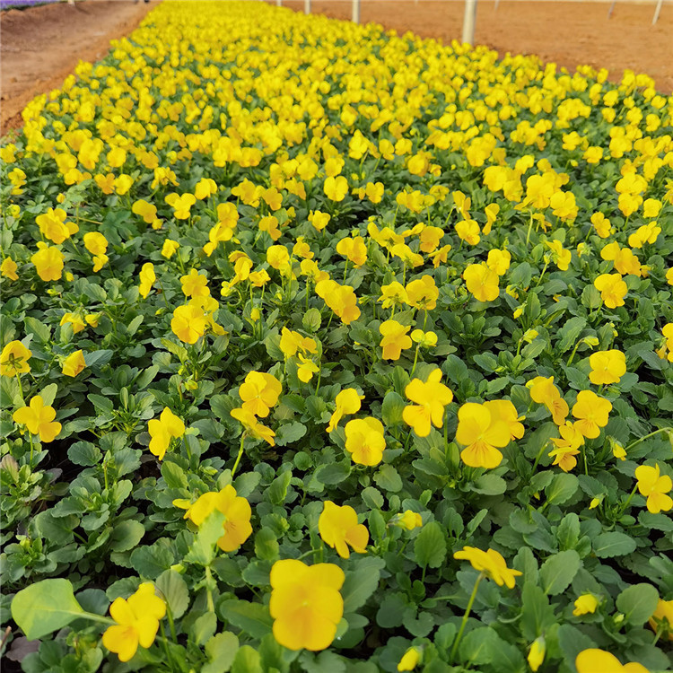 紫色黄色角堇 种植基地批发花坛用花角堇营养钵苗