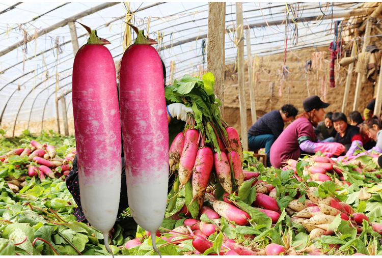花樱水萝卜种子花皮甜脆红皮水萝卜种春秋季阳台四季阳台蔬菜种孑