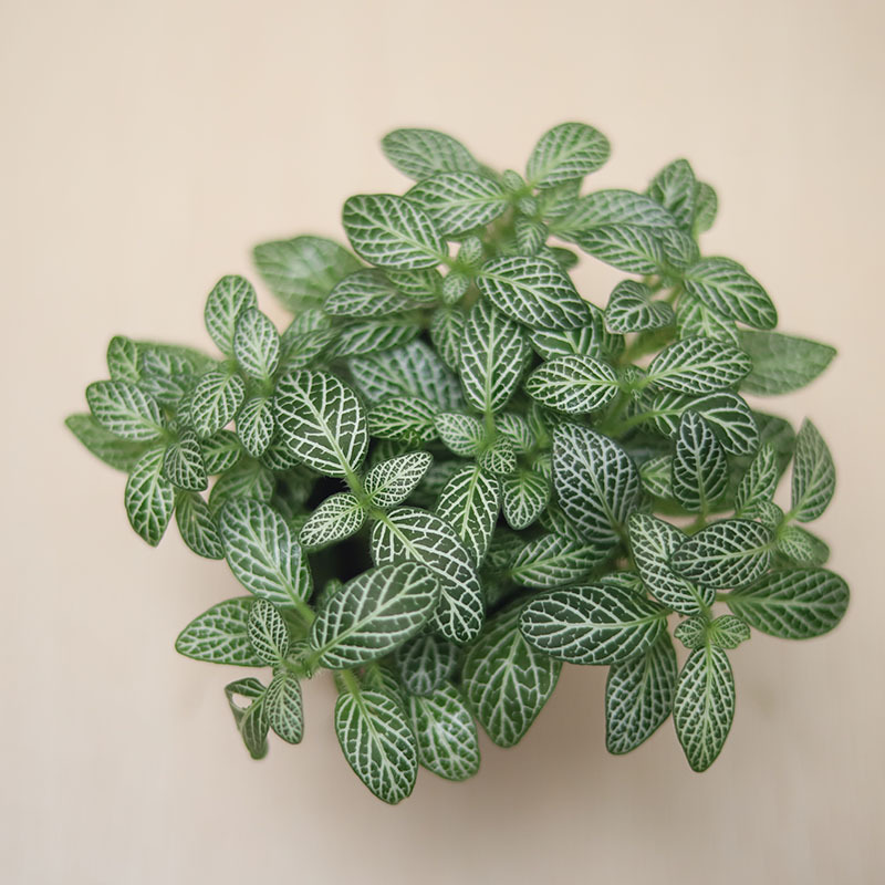 【基地直销】微景观适用 80#白天使网纹草 小盆栽花卉批发蕨